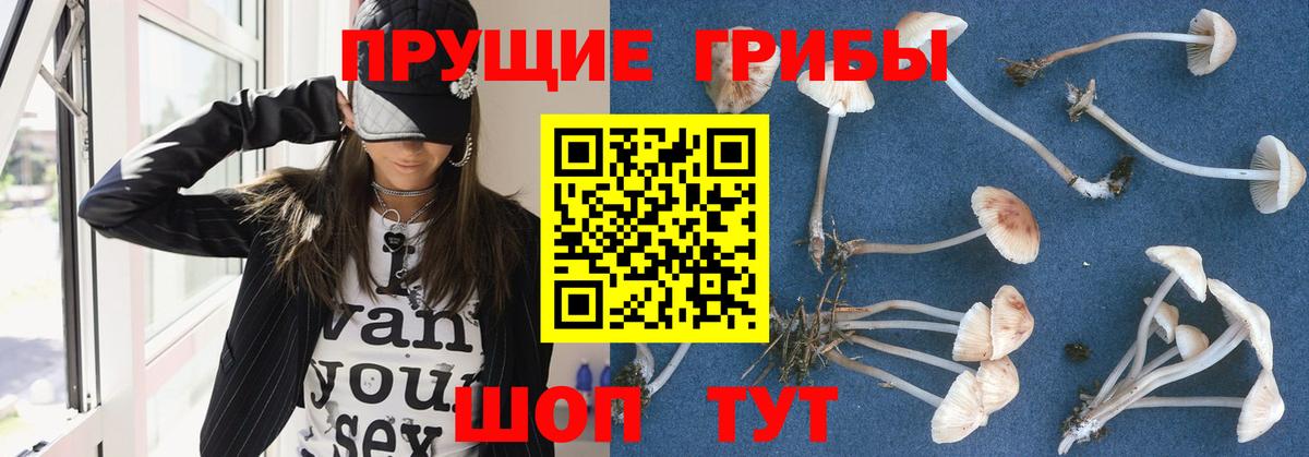 Псилоцибиновые грибы ЛСД  продажа наркотиков  Кизилюрт  Вход с VPN  Псилоцибиновые грибы Cubensis 